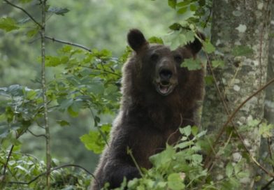 Projekat za oporavak populacije mrkog medveda u Zlatiborskom okrugu