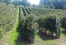Ariljski malinari protiv otkupne cene od 450 dinara