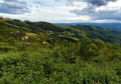 BB: Pojačane mere u šumama zbog afričke kuge svinja