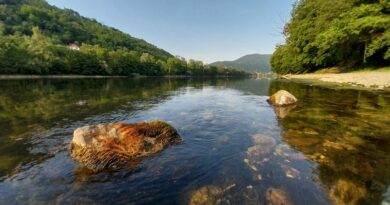 Od Skelana do Petriče pušteno 13 hiljada pastrmki