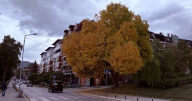 Pitomi gorostas naše bašte